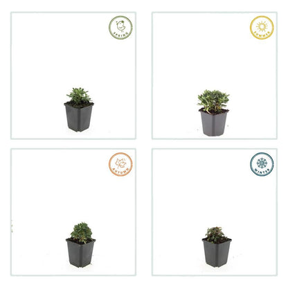 Potentilla tridentata ‘Nuuk’ – 24 Stück, Ø 9 cm Topf, ↕ 10–25 cm – Immergrüner, robuster Bodendecker