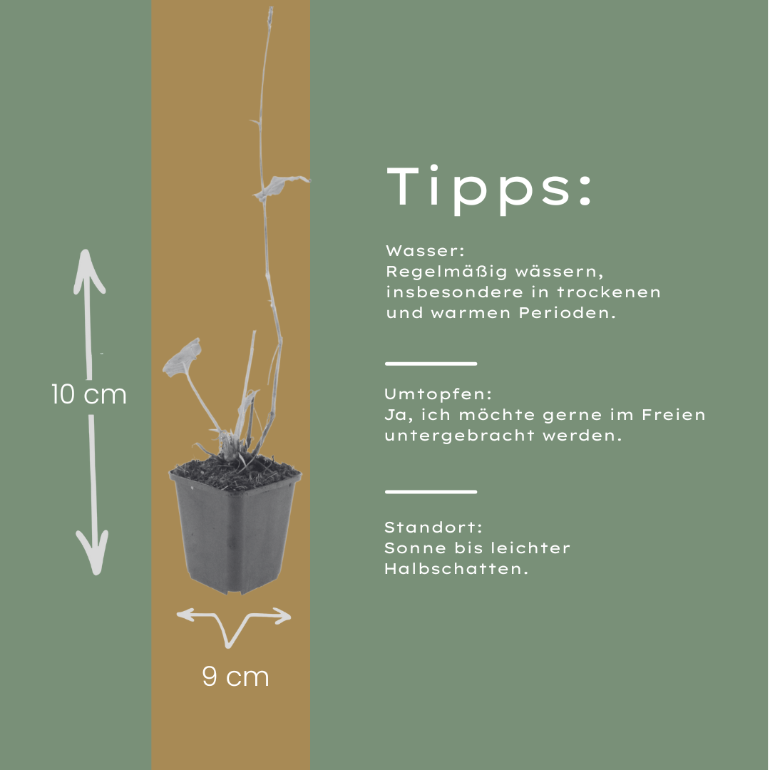 6x Persicaria bistorta &