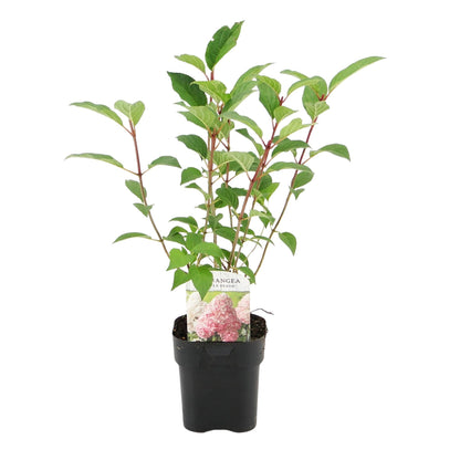 Rispenhortensie - Hydrangea panniculata Vanille Fraise - Blüte Weiß Rosa - 3 Pflanzen 1 m² - Laubabwerfend - Große Blüten - Topf 17cm Höhe 50cm