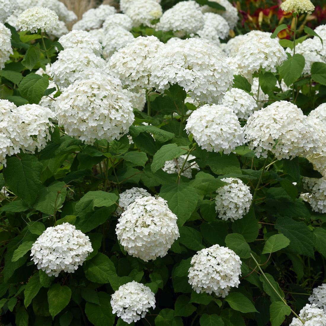 Rispenhortensie-Hydrangea arborescens Annabelle - Blüte Weiß - 1 Pflanze - Laubabwerfend - Große Blüten - Topf 17cm Höhe 50cm