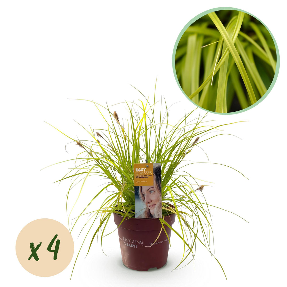 Japan-Goldsegge Everillo - Gelb - 4 Pflanzen - Immergrün - Wenig Pflege - Topf 17cm Höhe 50cm