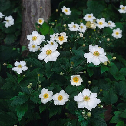 24x Anemone hybrida ‘Honorine Jobert’ – Herbst-Anemone mit weißen Blüten – Höhe 10–25 cm – Ø 9 cm