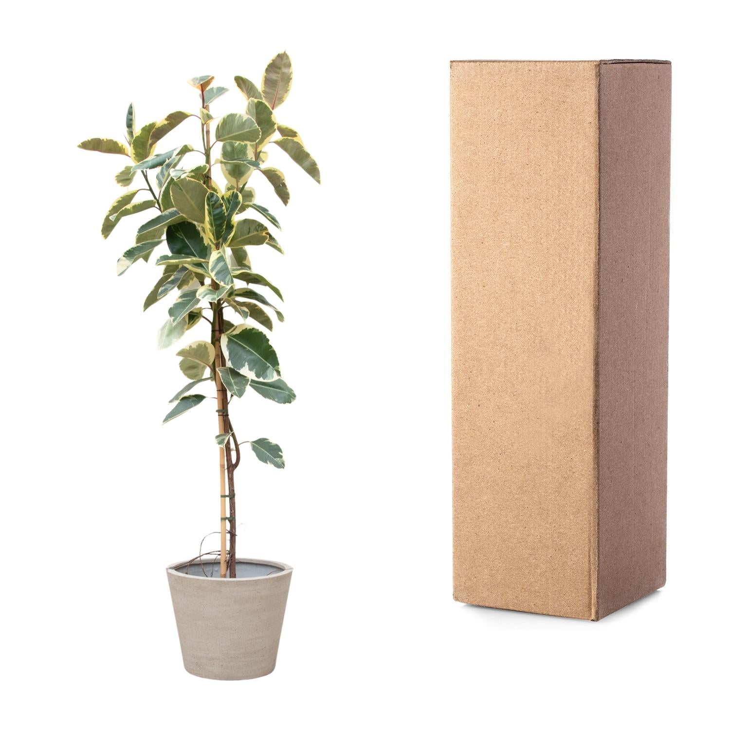 Ficus Tineke auf Stamm – Eleganter Gummibaum mit Farbspiel