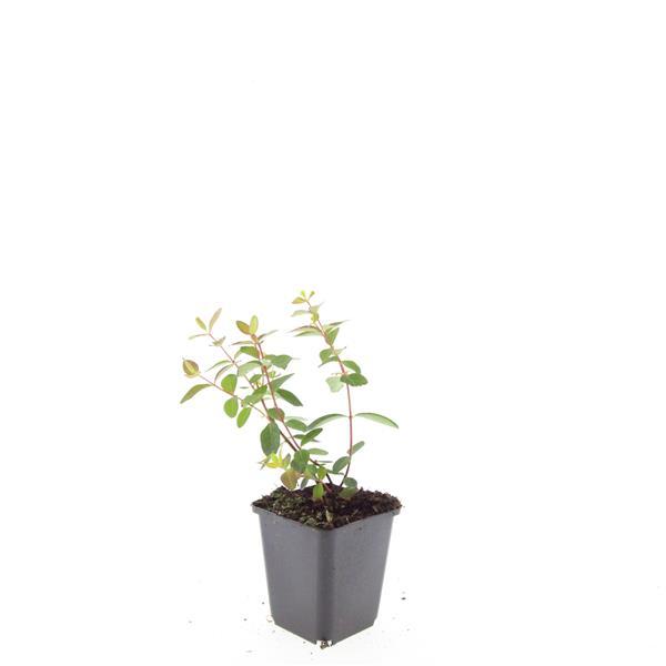 24x Hypericum dummeri ‘Peter Dummer’ – Bodendeckerpflanzen online kaufen