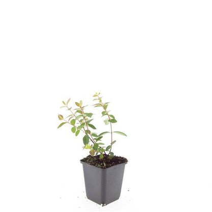 24x Hypericum dummeri ‘Peter Dummer’ – Bodendeckerpflanzen online kaufen