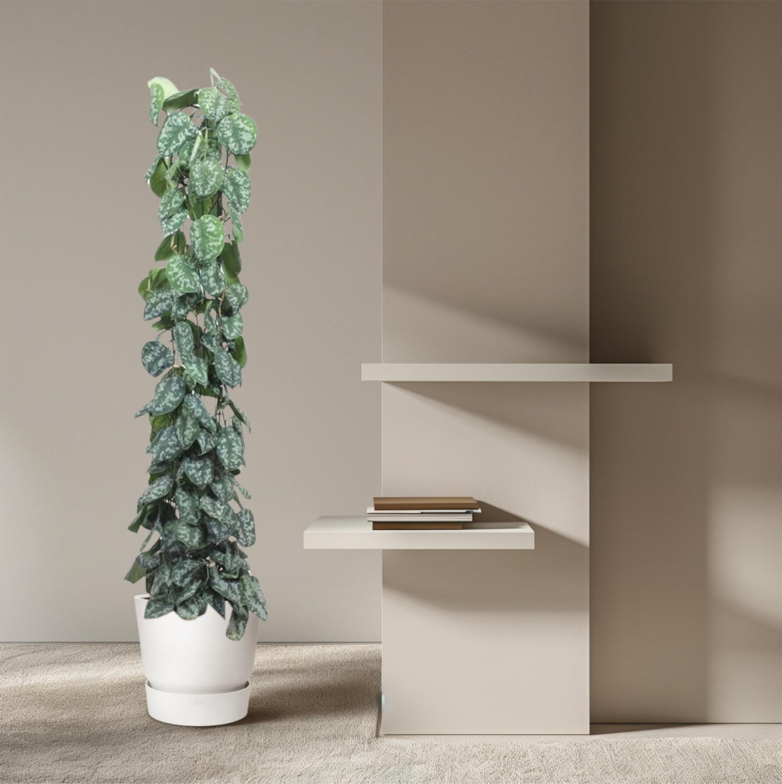 Scindapsus Pictus Trebie - 160 cm - ø27