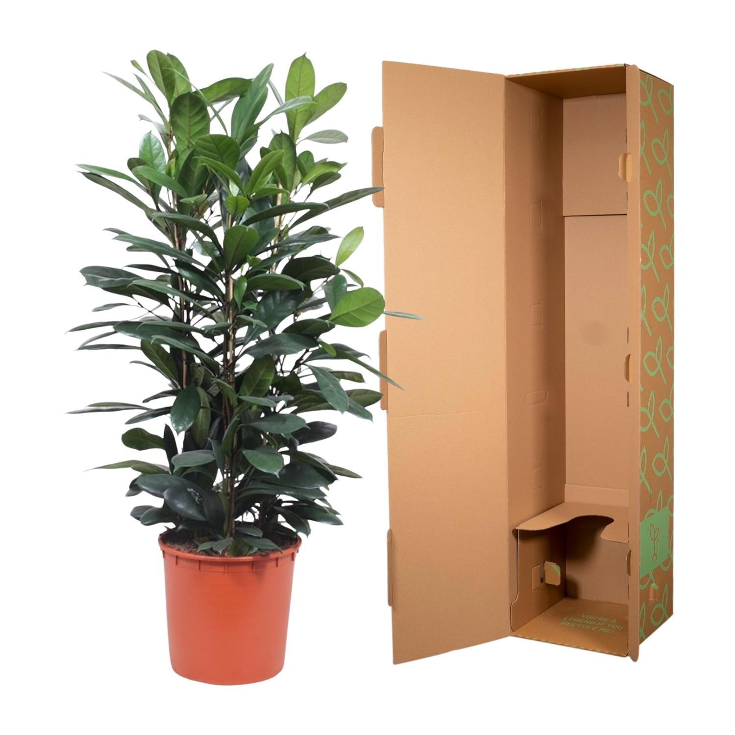 Ficus Cyathistipula 140 - 180cm – Pflegeleichte Zimmerpflanze mit Stil