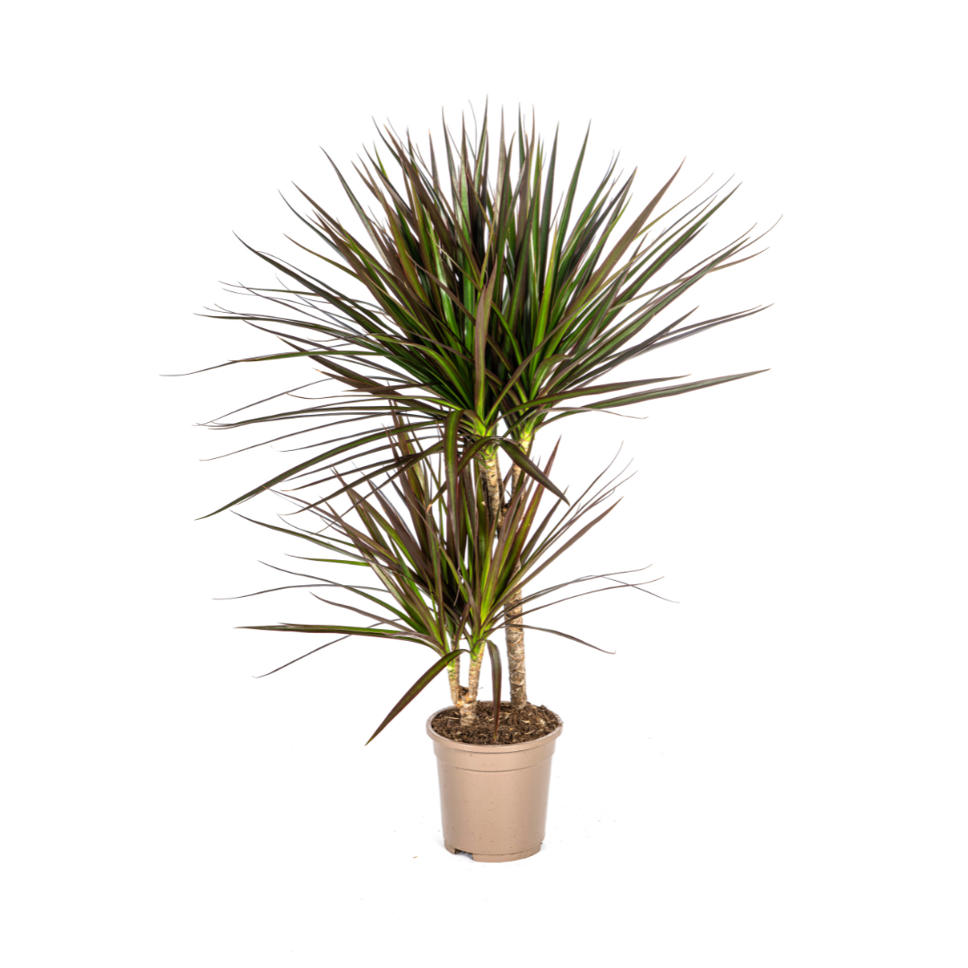Dracaena marginata ‘Magenta’ – Exotische Zimmerpflanze