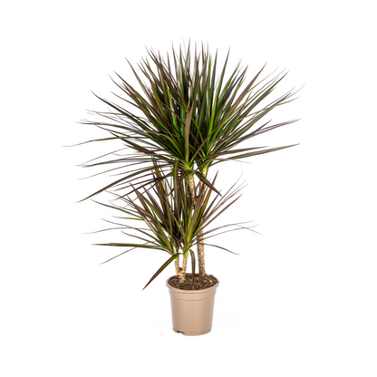 Dracaena marginata ‘Magenta’ – Exotische Zimmerpflanze