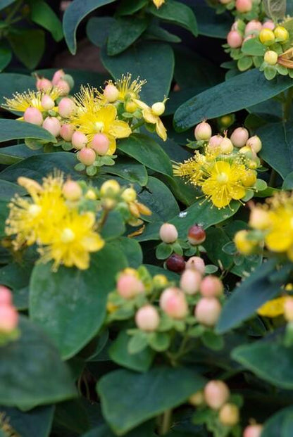 24x Zier-Johanniskraut mit leuchtenden Beeren – Höhe 10–25 cm – Ø 9 cm Topf