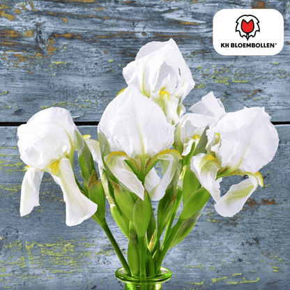 Iris Alaska – 25 Stück | Weiße Schwertlilie für Beet &amp; Kübel