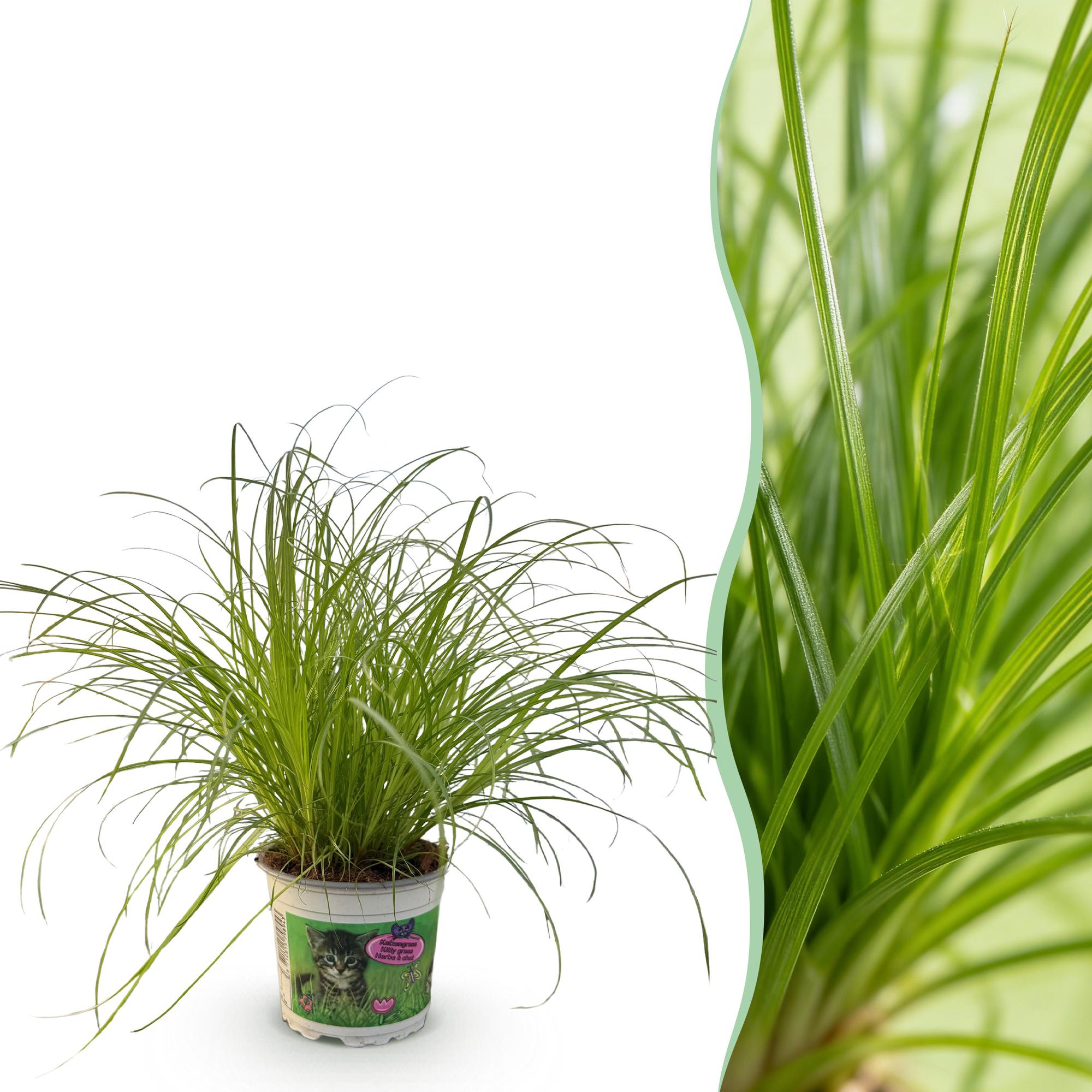 Cyperus alternifolius Zumula - Katzenpflanze - Haustierfreundliche Pflanze - Grün - 1 Pflanze - Topf 12cm - Höhe 20cm