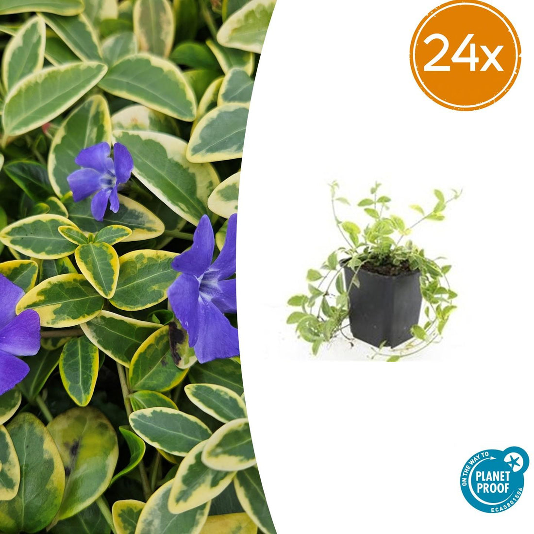24x Vinca minor &