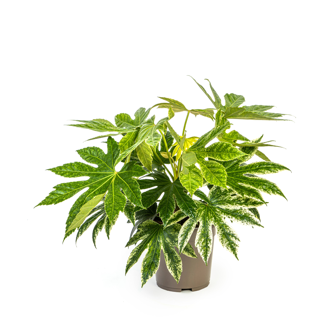 Fatsia japonica ‘Spider’s Web’ 40–50 cm | Japanische Aralie im Ø19 cm Topf – Immergrün &amp; Exklusiv