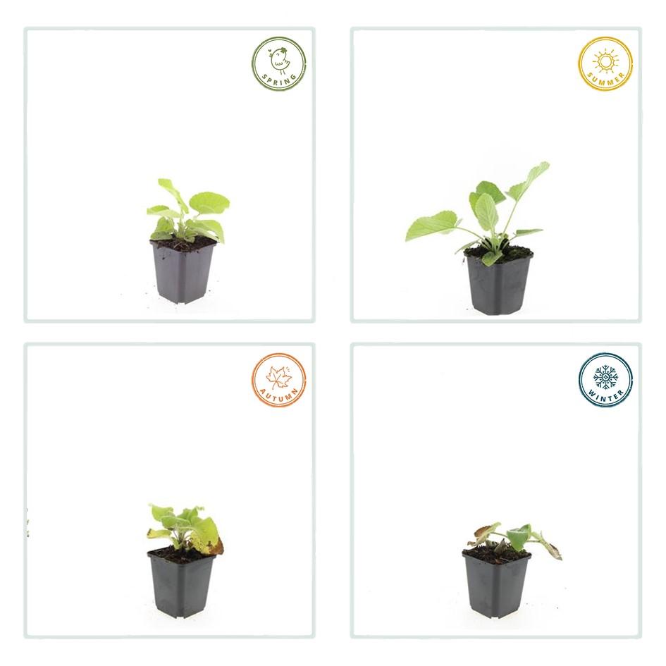 Phlomis russeliana – 24 Pflanzen Ø 9 cm ↕ 10–25 cm – Goldschopf-Brandkraut | Winterharte Staude für Sonne &amp; Halbschatten