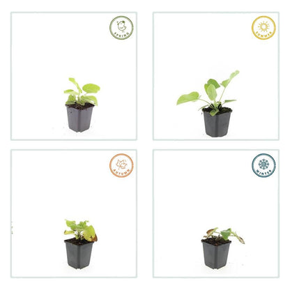 Phlomis russeliana – 24 Pflanzen Ø 9 cm ↕ 10–25 cm – Goldschopf-Brandkraut | Winterharte Staude für Sonne &amp; Halbschatten