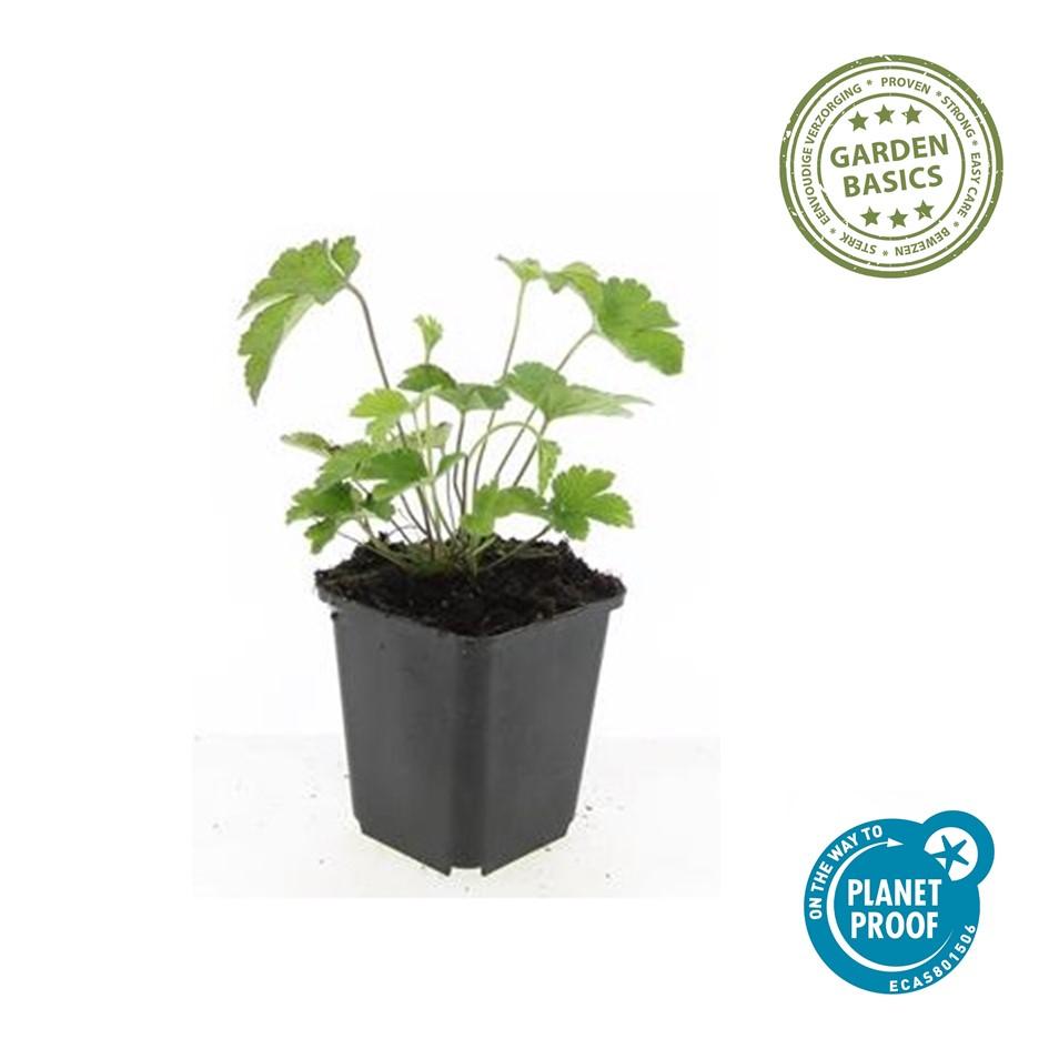 24x Anemone tomentosa ‘Robustissima’ – Herbst-Anemone für Beete &amp; Rabatten – Höhe 10–25 cm – Ø 9 cm