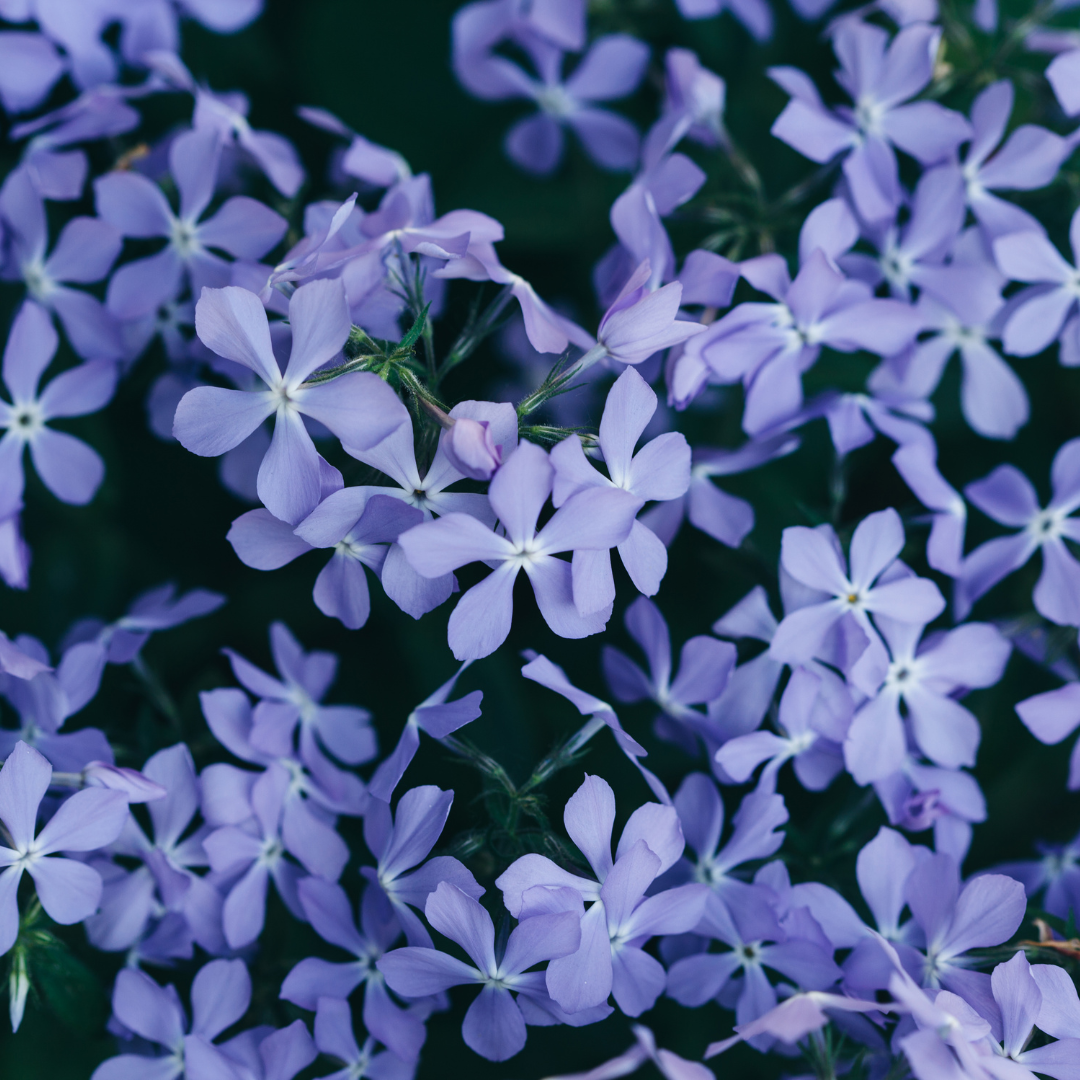 6x Phlox (S) &