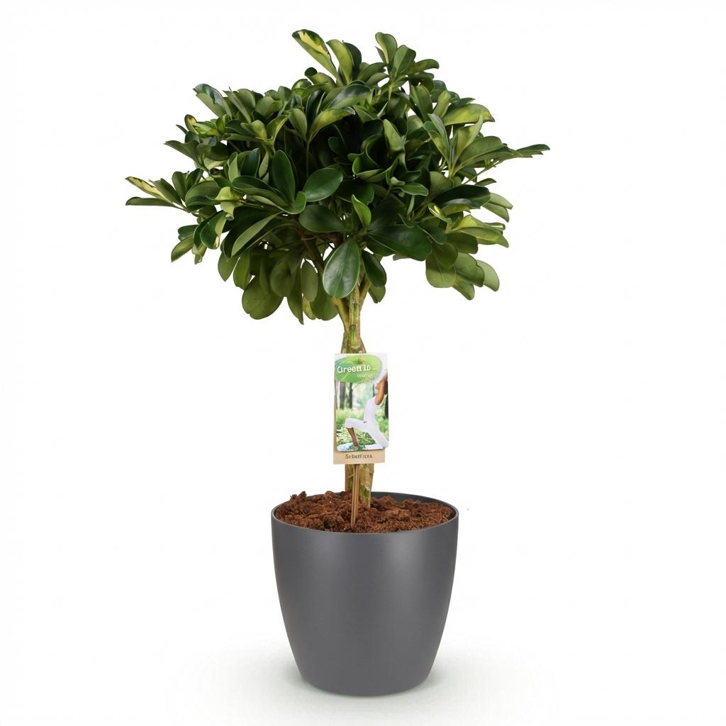 Schefflera Gold Capelle - Fingerbaum mit Potter Topf Weiß oder Grau Höhe 70-81cm