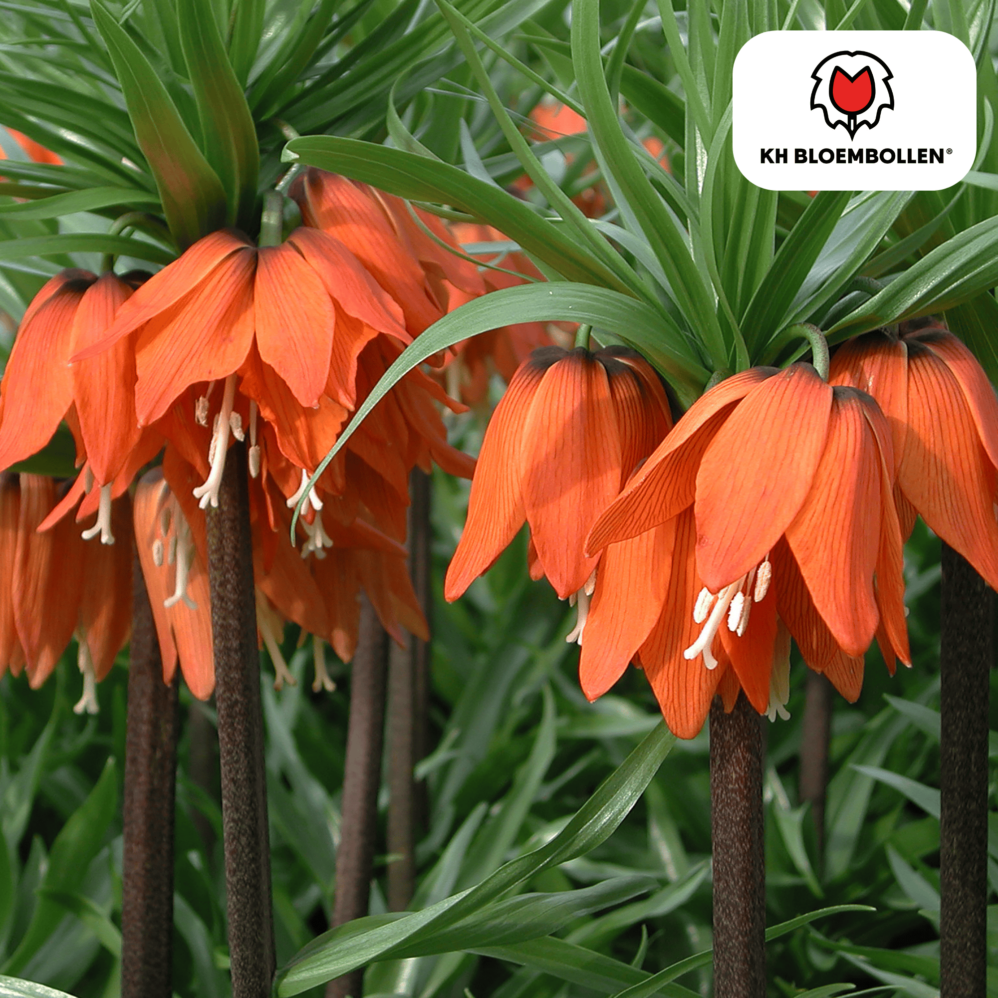 Fritillaria Imperialis Crown Rubra – 5 Stück | Rote Kaiserkrone