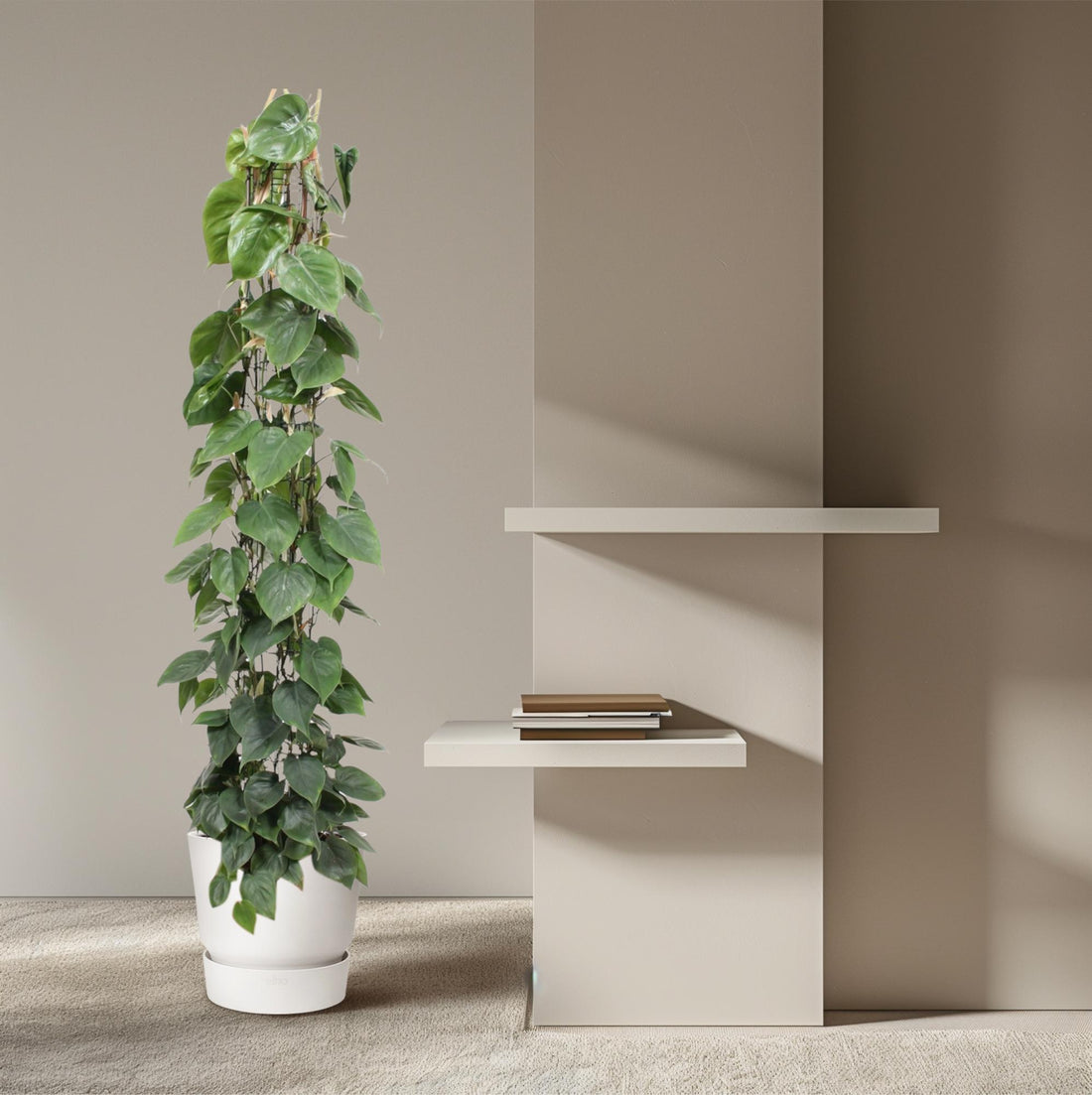 Philodendron scandens | Herzblatt-Philodendron – Pflegeleichte Kletter- &amp; Hängepflanze