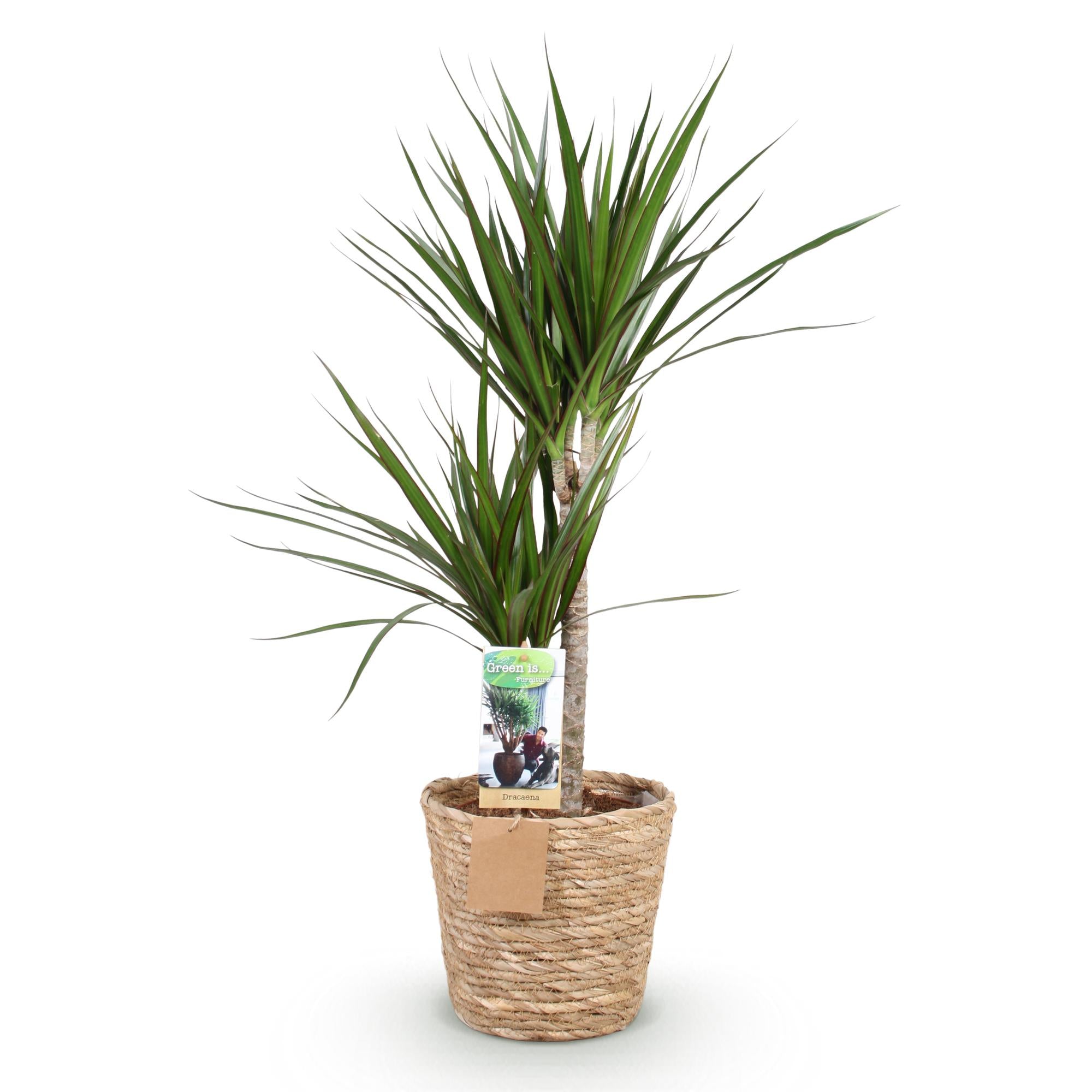Dracaena Marginata - Drachenblutbaum mit Korb - Höhe 90-100cm