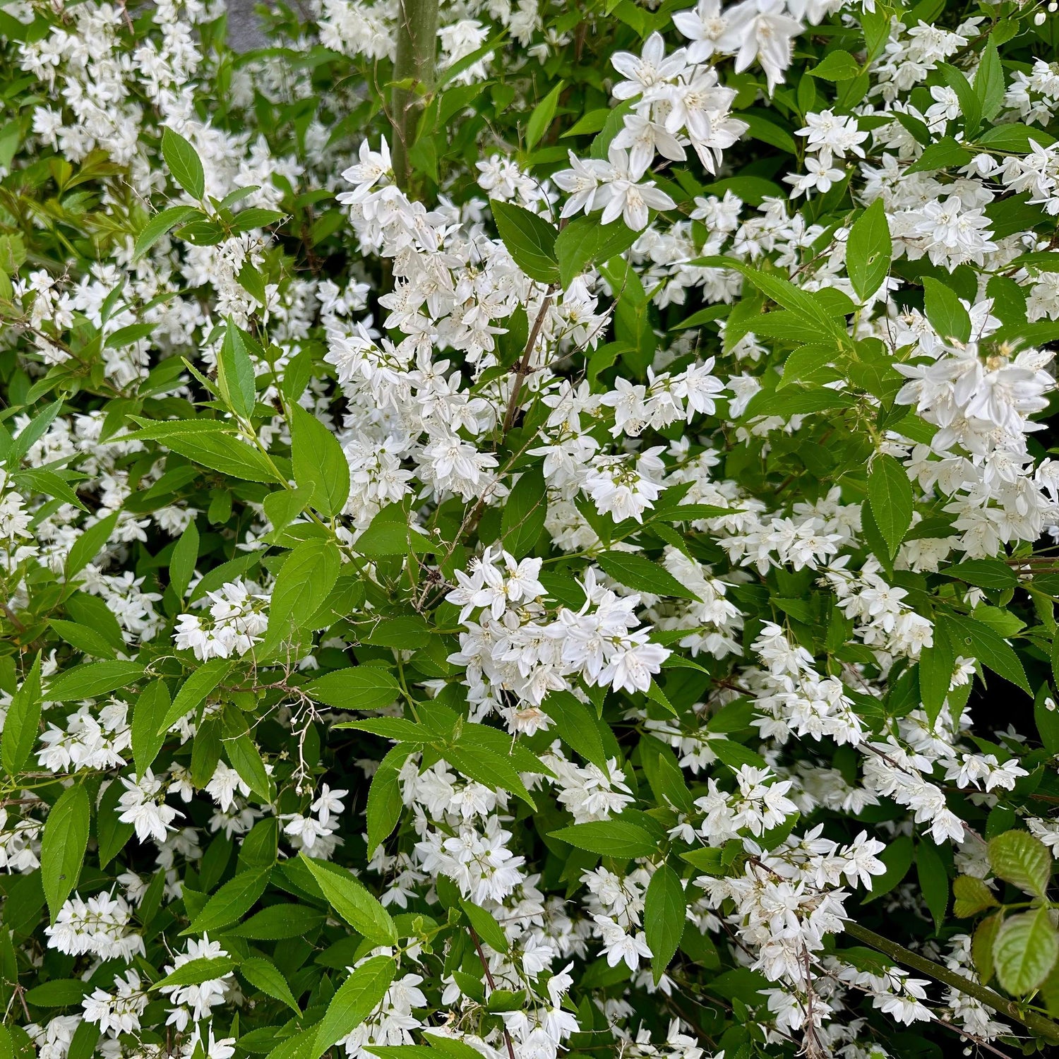 Deutzia Gracilis - Blüte Weiß - 1 Pflanze - Laubabwerfend - Wenig Pflege - Topf 17cm Höhe 45cm
