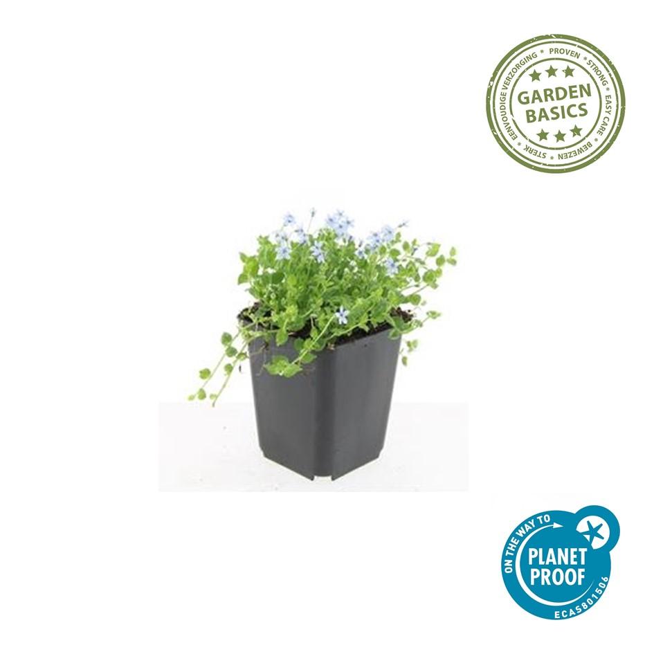 Isotoma fluviatilis &