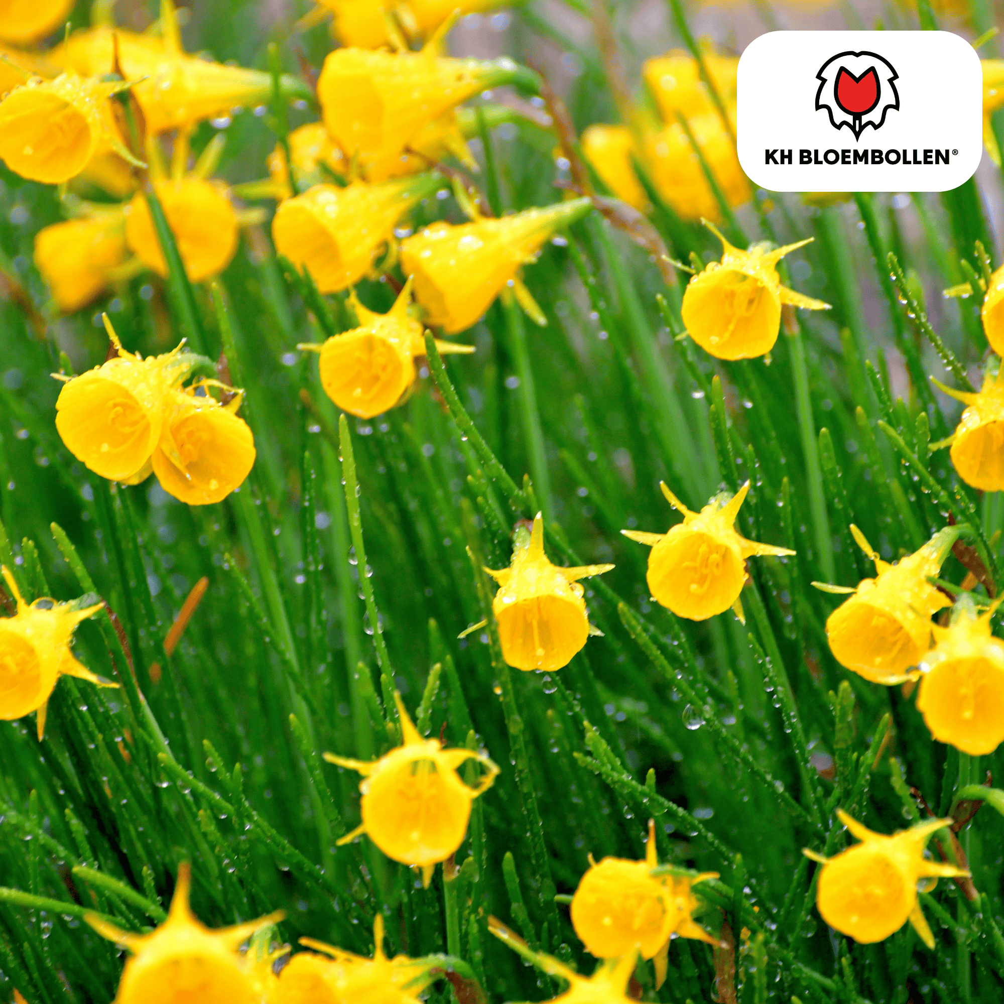 Narzissen Golden Bells – 25 Stück | Glöckchenform &amp; bienenfreundlich