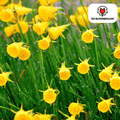 Narzissen Golden Bells – 25 Stück | Glöckchenform &amp; bienenfreundlich