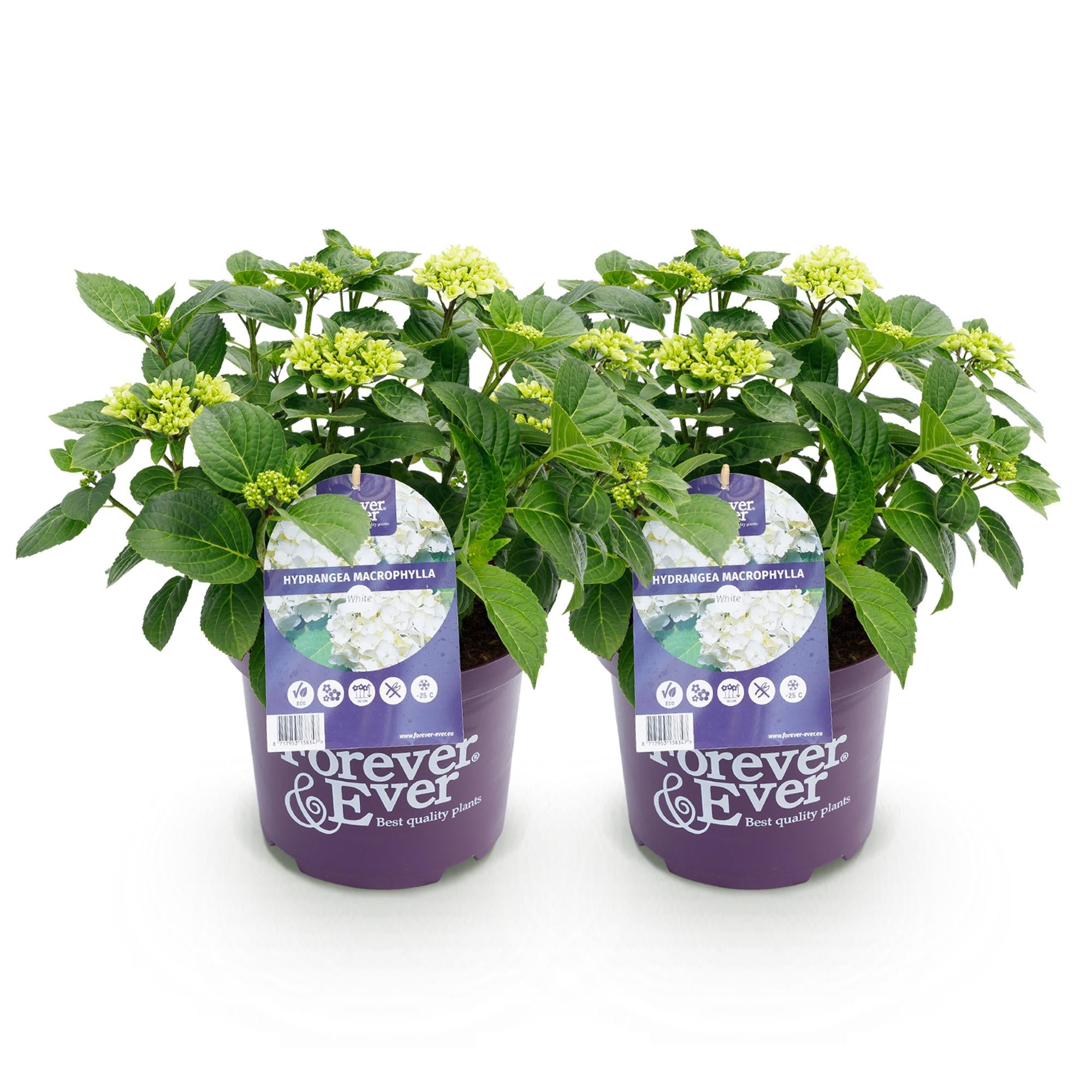 Balkon-Hortensie Forever &amp; Ever Weiß – 2 Pflanzen – 7–12 Blüten – Ø23 cm Topf – Höhe ca. 55 cm