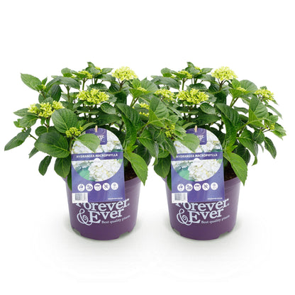 Balkon-Hortensie Forever &amp; Ever Weiß – 2 Pflanzen – 7–12 Blüten – Ø23 cm Topf – Höhe ca. 55 cm