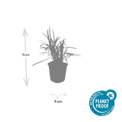 24x Liriope muscari &