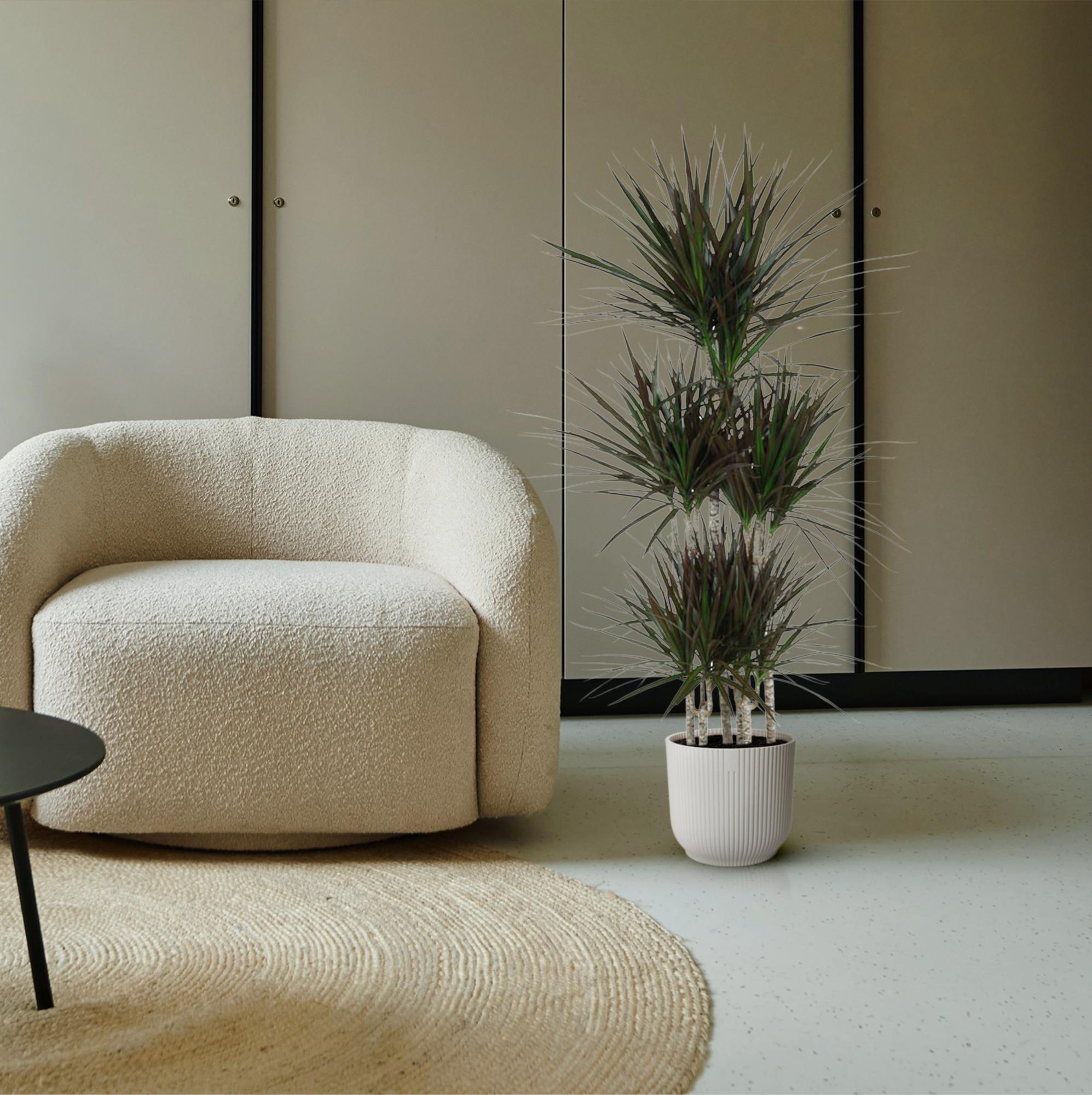 Dracaena marginata ‘Magenta’ – Exotische Zimmerpflanze