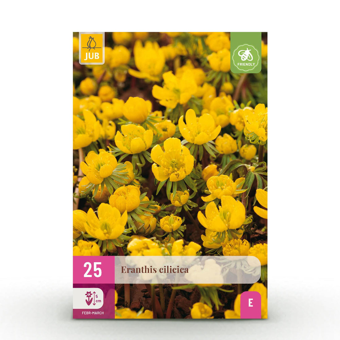 Blumenzwiebeln Eranthis Cilicica | 25 Stück Gelb – Zwiebelgröße 4/5 – XXL Pack