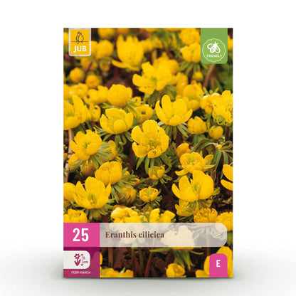 Blumenzwiebeln Eranthis Cilicica | 25 Stück Gelb – Zwiebelgröße 4/5 – XXL Pack