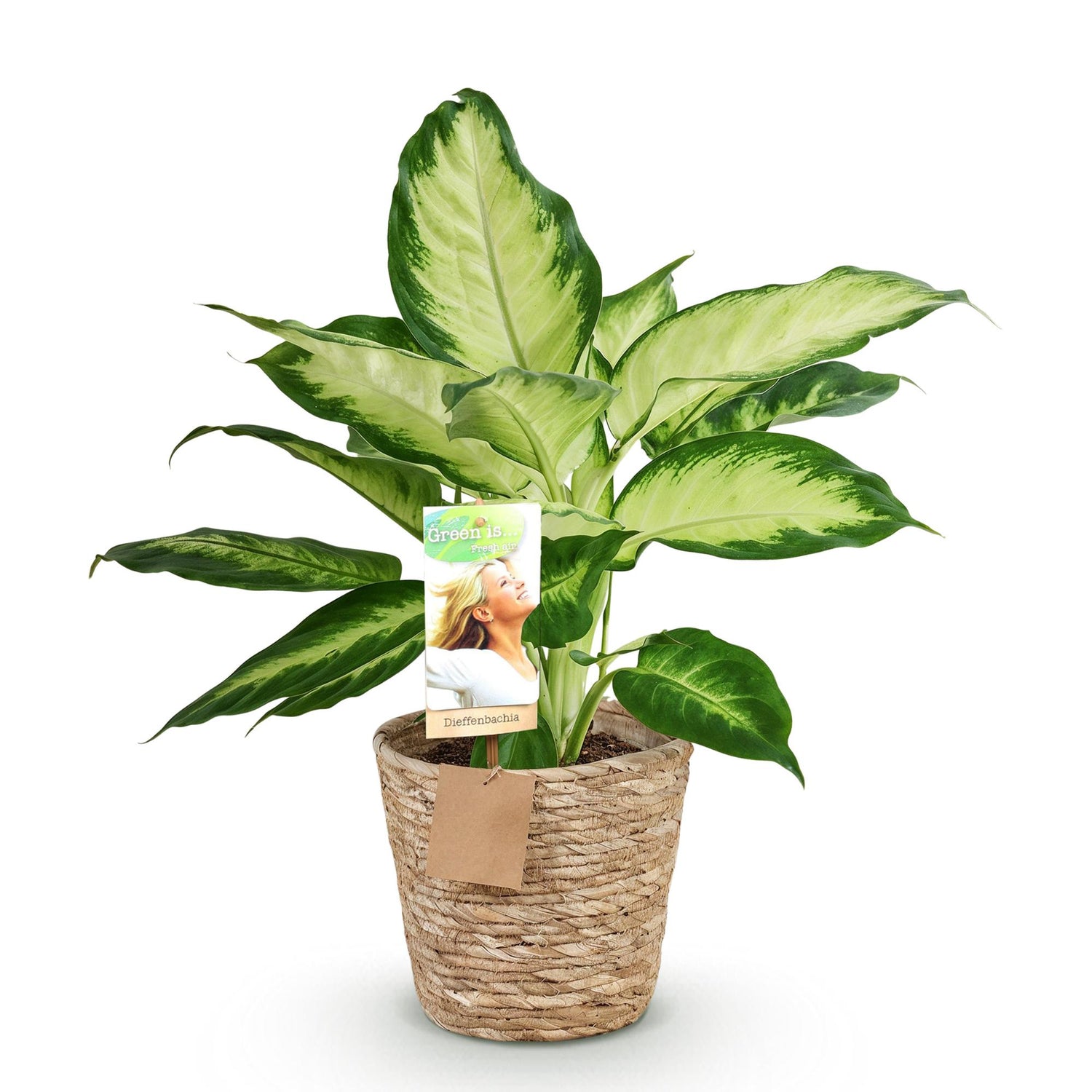 Diefenbachia Camilla - Dieffenbachia mit Korb - Höhe 45-50cm