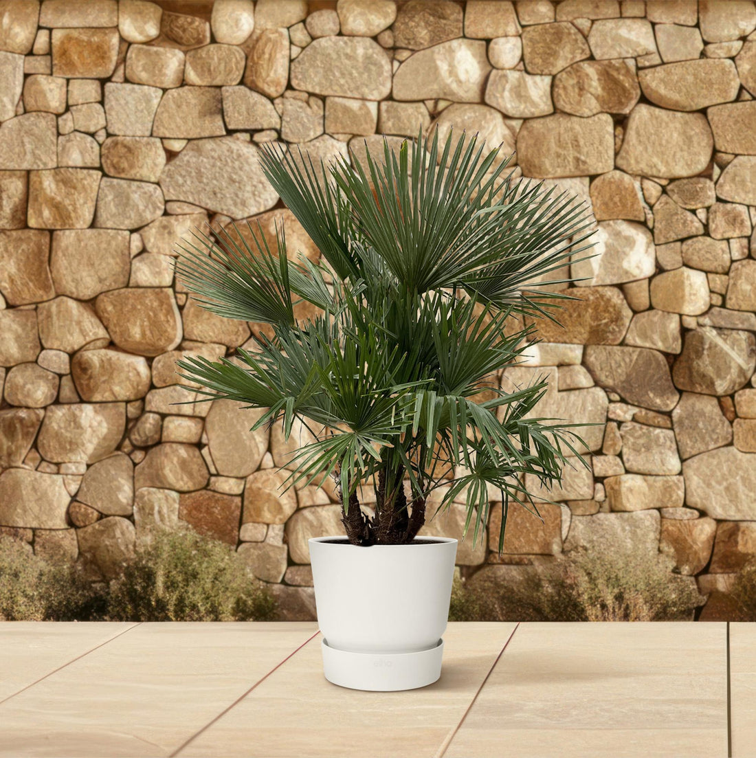 Trachycarpus fortunei Multistamm – Winterharte Hanfpalme – ca. 230 cm – Ø50 cm Topf – Exotischer Blickfang