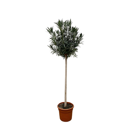 Oleander Hochstamm – Nerium Oleander – ca. 170 cm – Ø40 cm Topf – Immergrün &amp; Mediterran