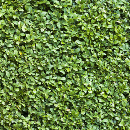 Buxus sempervirens – Heckenpflanze – 8 Pflanzen für 1 lfd. Meter – Immergrün – Ø9 cm Topf – Höhe 20–25 cm