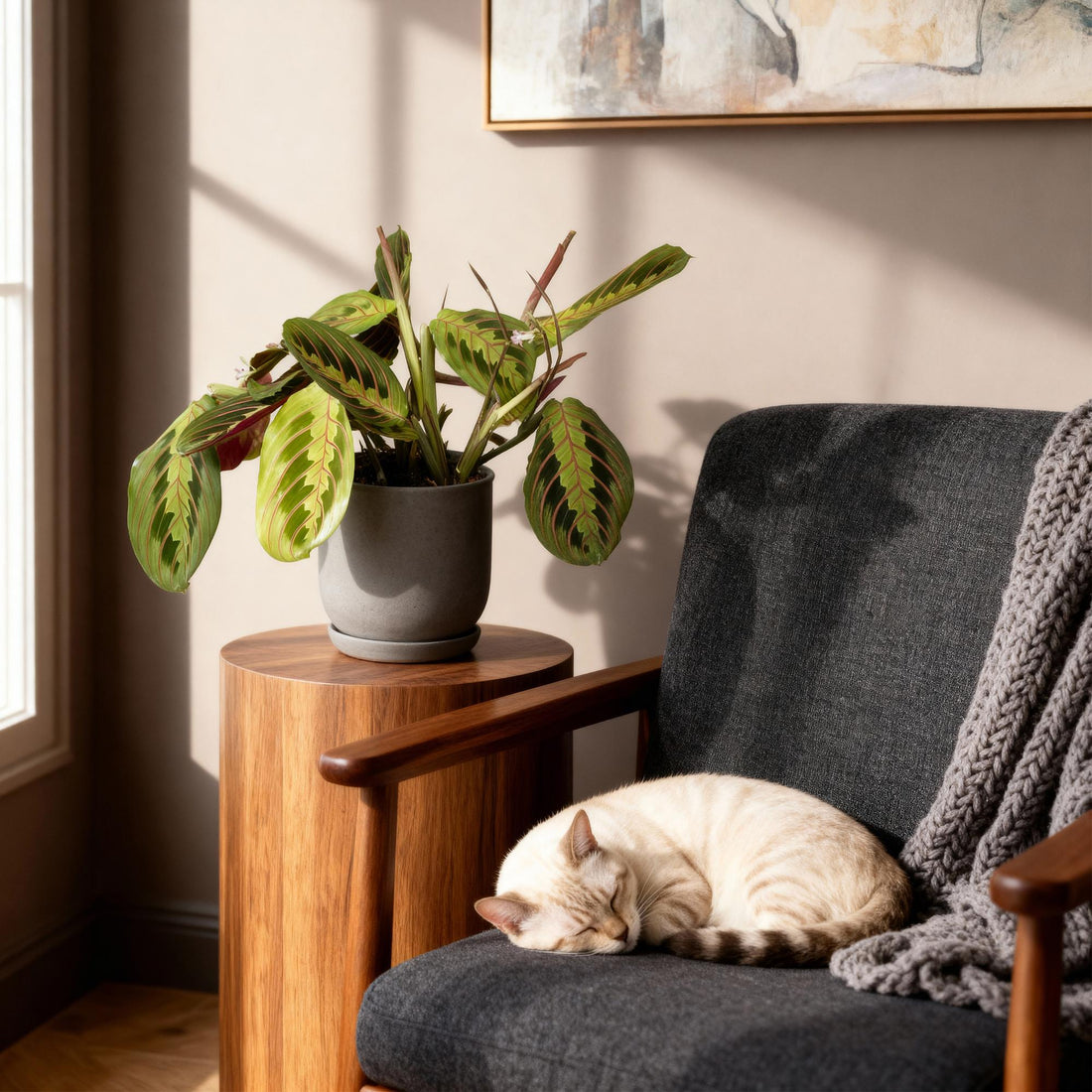 Maranta Fascinator Tricolour - Gebetsblatt - Haustierfreundliche Pflanze - Grün - 1 Pflanze - Topf 12cm - Höhe 25cm