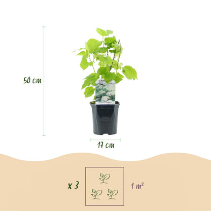 Rispenhortensie-Hydrangea arborescens Annabelle - Blüte Weiß - 1 Pflanze - Laubabwerfend - Große Blüten - Topf 17cm Höhe 50cm