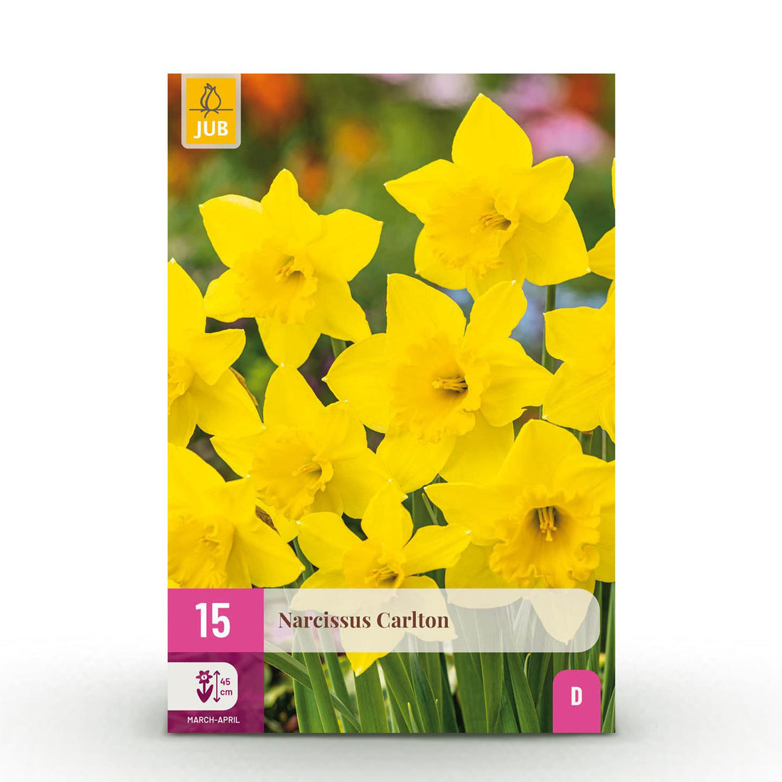 Blumenzwiebeln Narzisse Carlton | 15 Stück Gelb – Knollengröße 12/14 – XXL Pack