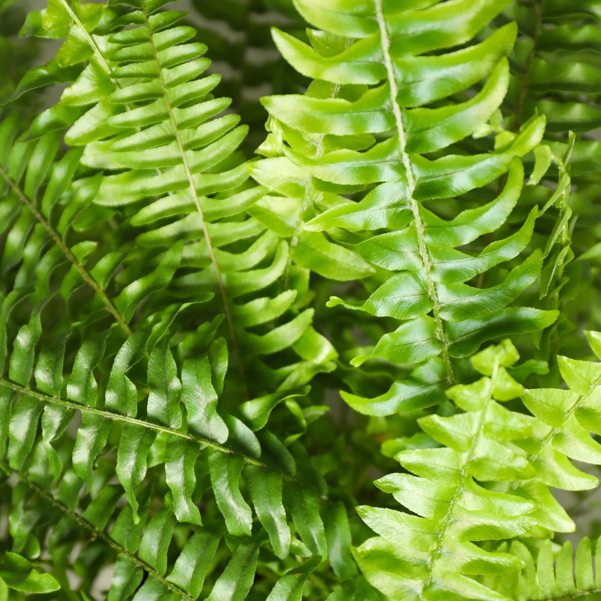 Nephrolepsis exaltata Green Lady - Farn - 1 Pflanze - Topf 12cm - Höhe 25cm