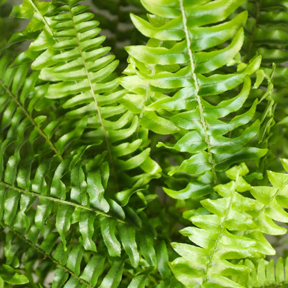 Nephrolepsis exaltata Green Lady - Farn - 1 Pflanze - Topf 12cm - Höhe 25cm