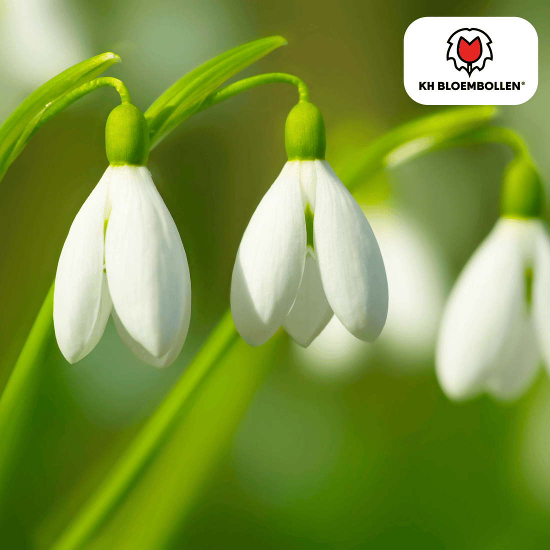 Schneeglöckchen – 30 Stück | Frühlingsbote für deinen Garten