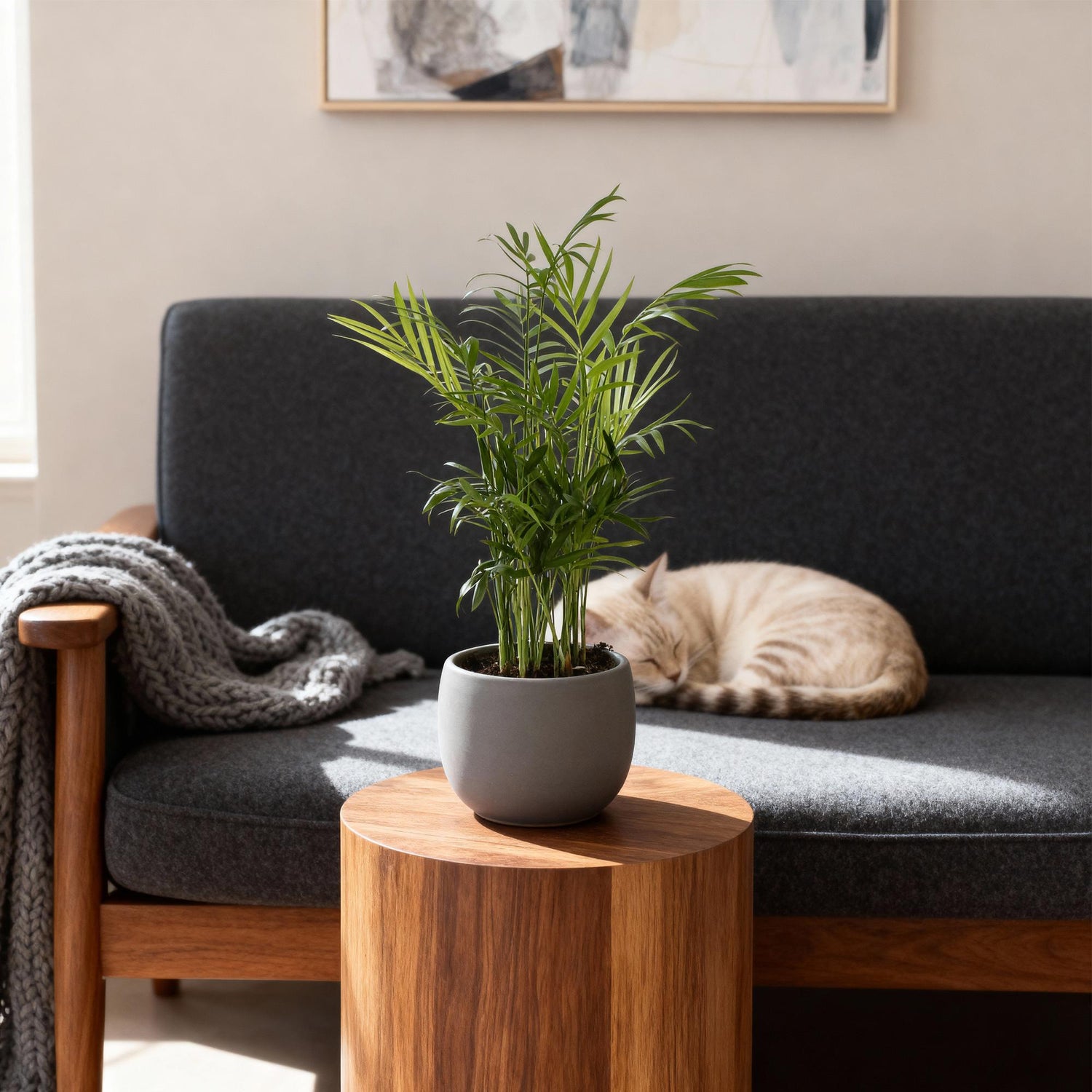 Chamaedorea elegans - Goldpalme - 1 Pflanze - Topf 12cm - Höhe 15cm