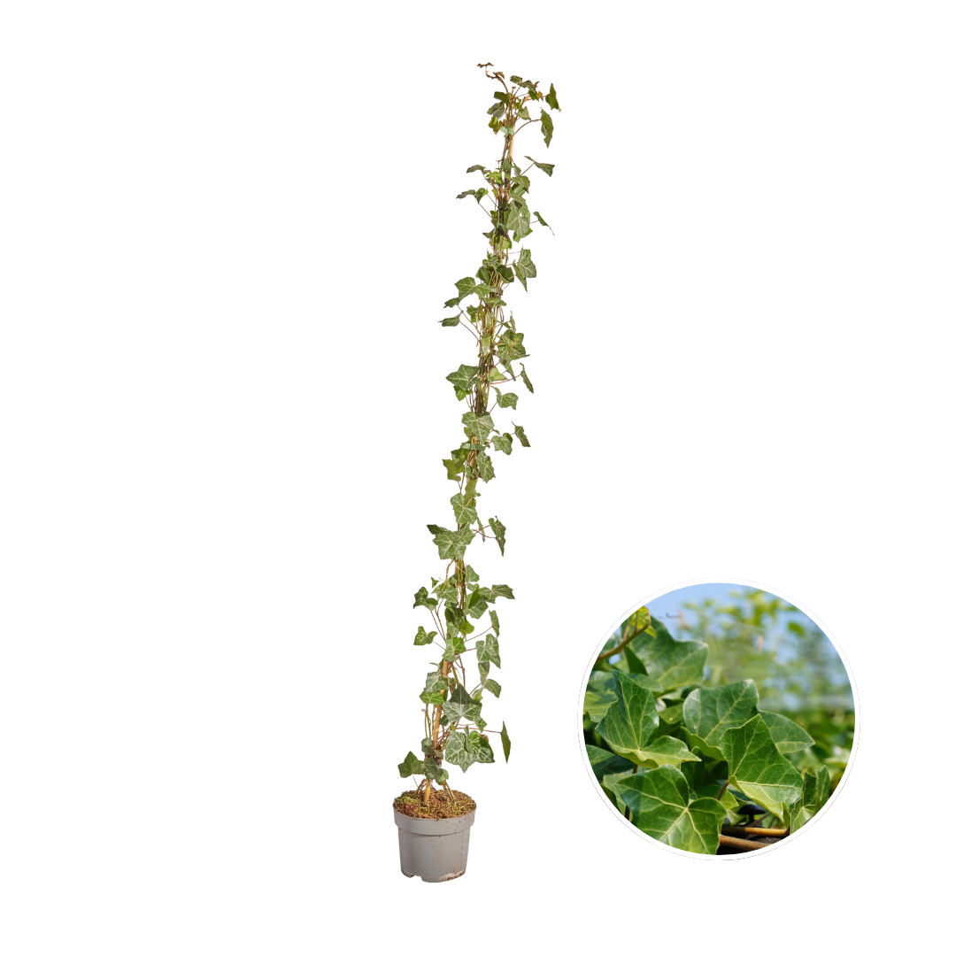 Hedera Hibernica - Efeu - gestäbt - ↨125 - 150 cm