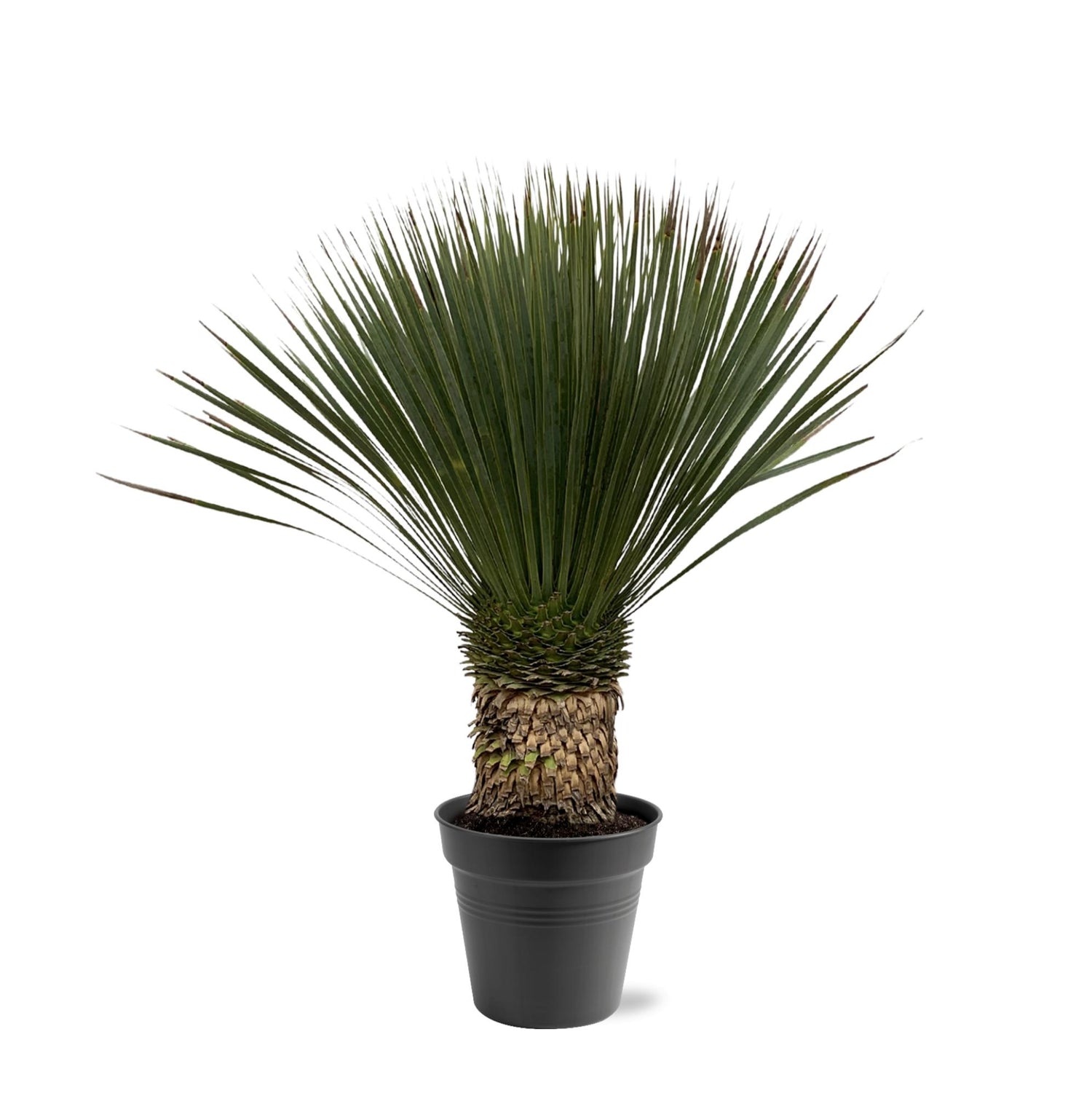 Yucca rostrata – Robuste Palmlilie für Garten &amp; Zuhause