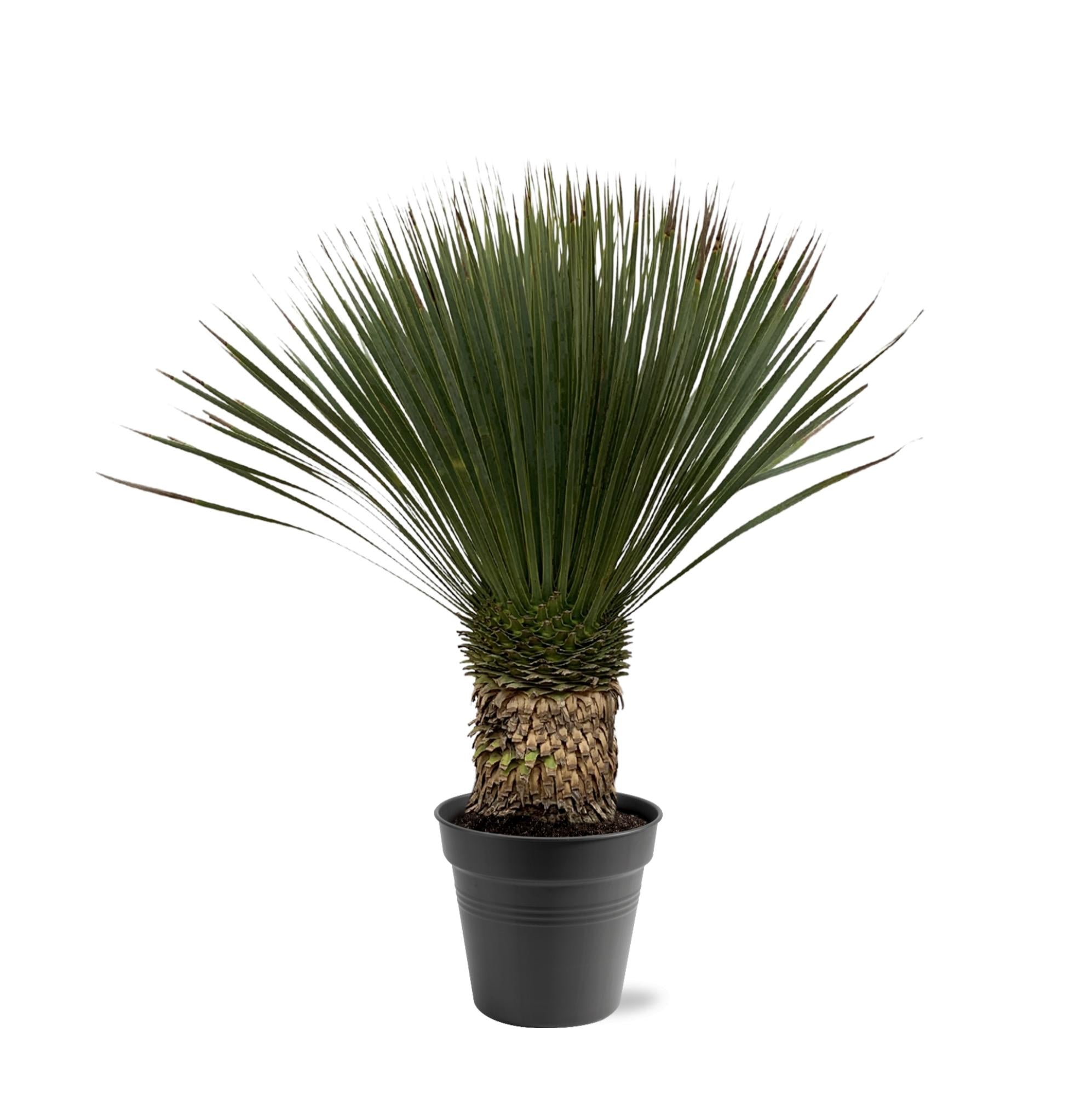 Yucca rostrata – Robuste Palmlilie für Garten &amp; Zuhause
